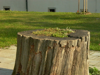 P1260661