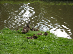 Photo 066