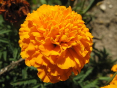 Photo 070