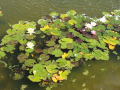 Photo 075