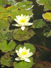 Photo 076