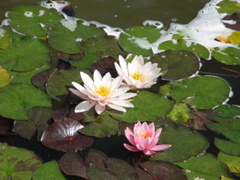 Photo 077